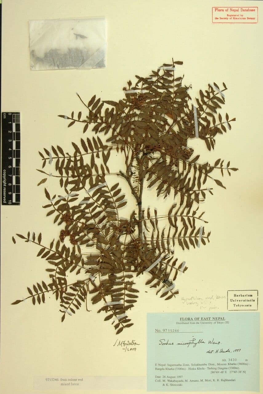 Kleinblättrige Eberesche 19