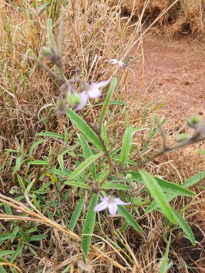 Solanum 15