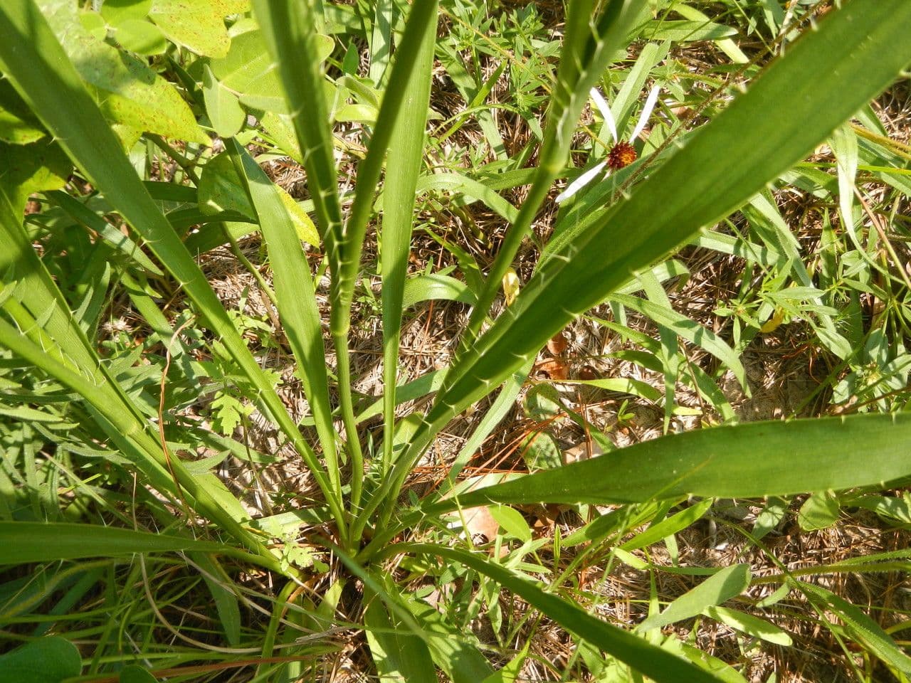 Yucca-Mannstreu 12