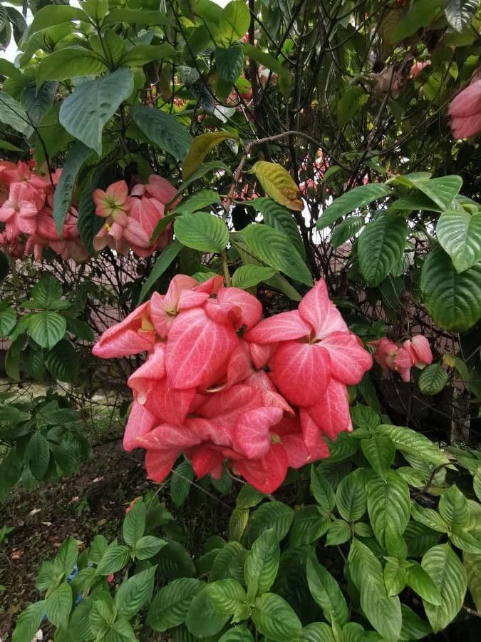 Mussaenda erythrophylla 17