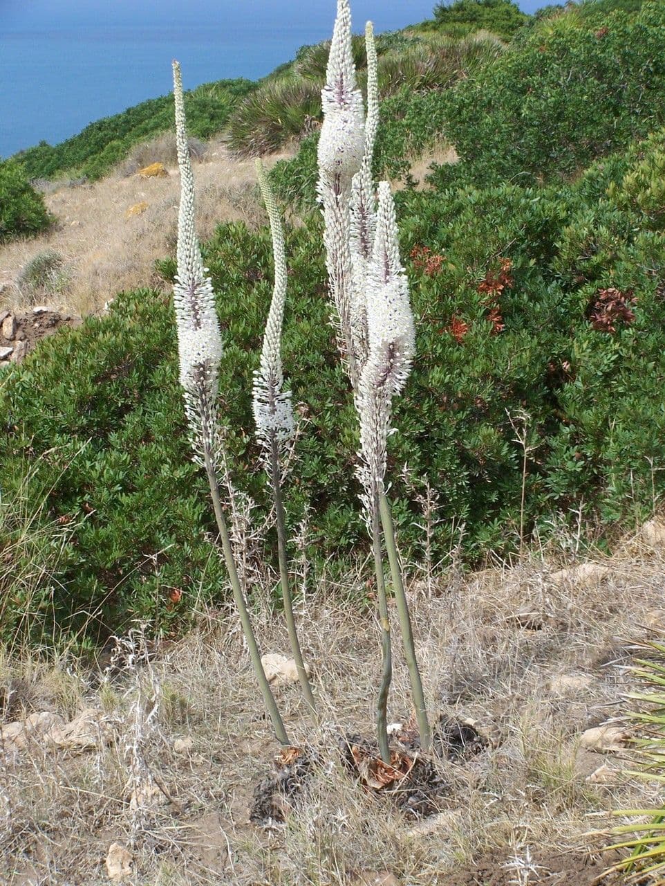 Drimia 5