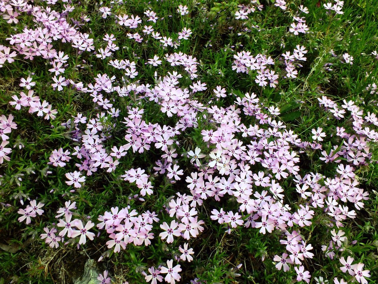 Phlox subulato 23