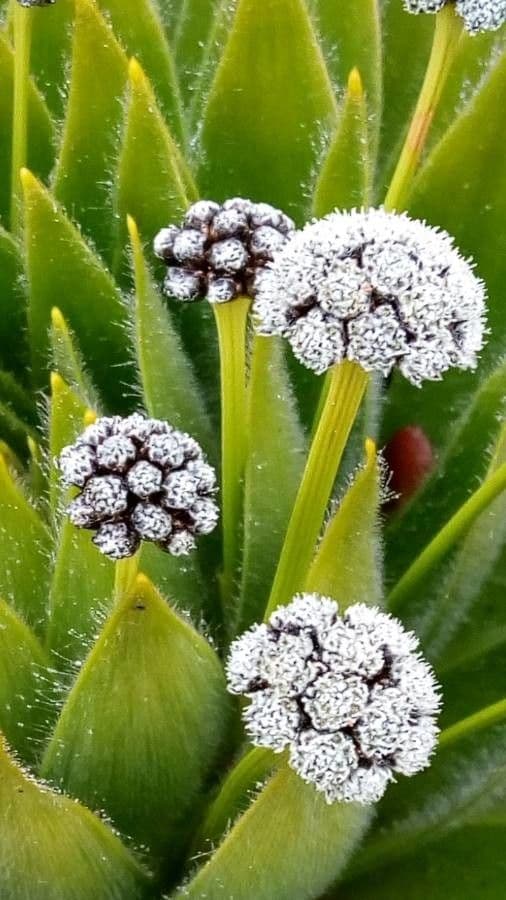 Paepalanthus