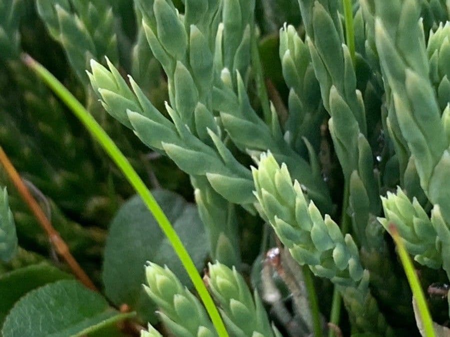 Lycopodium alpinum 13