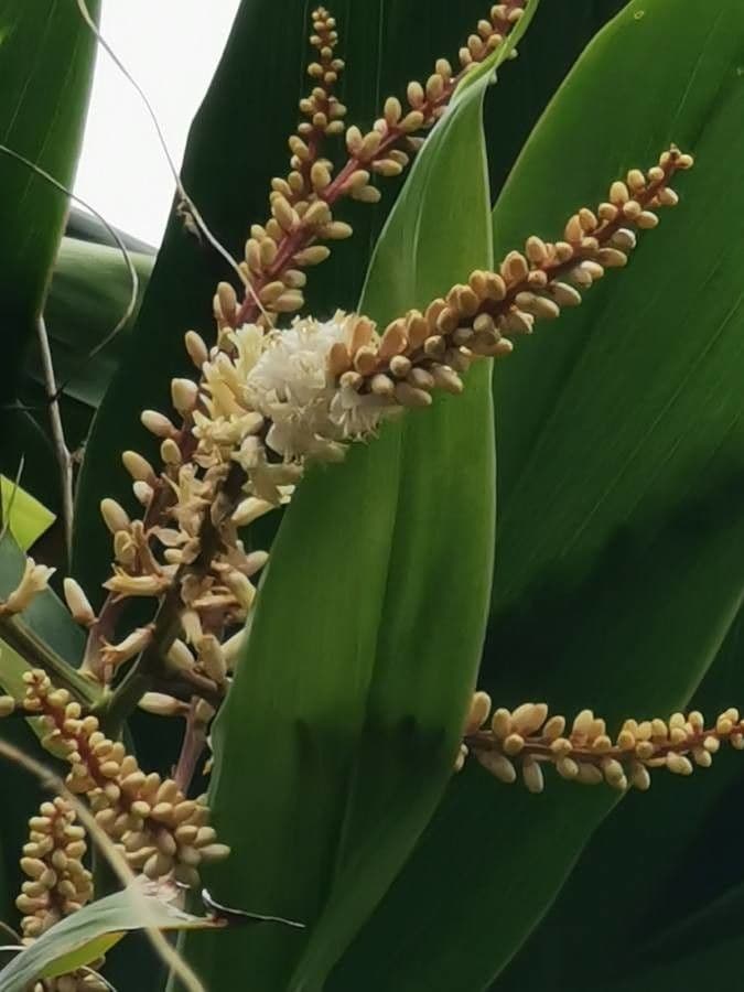 Cordyline 7