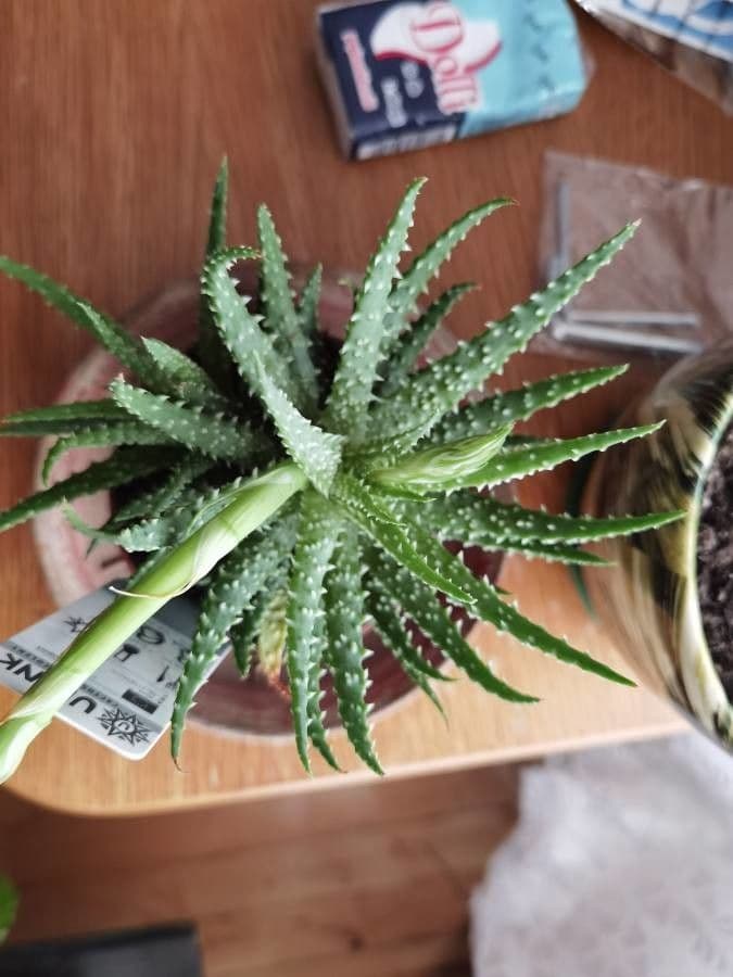 Zwerg-Igelaloe 3