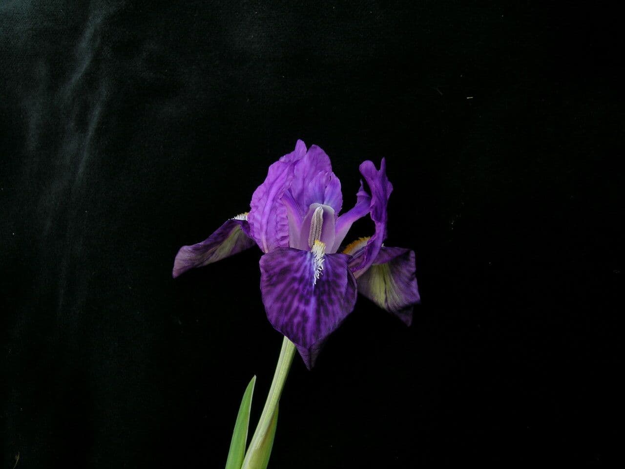 Iris 2