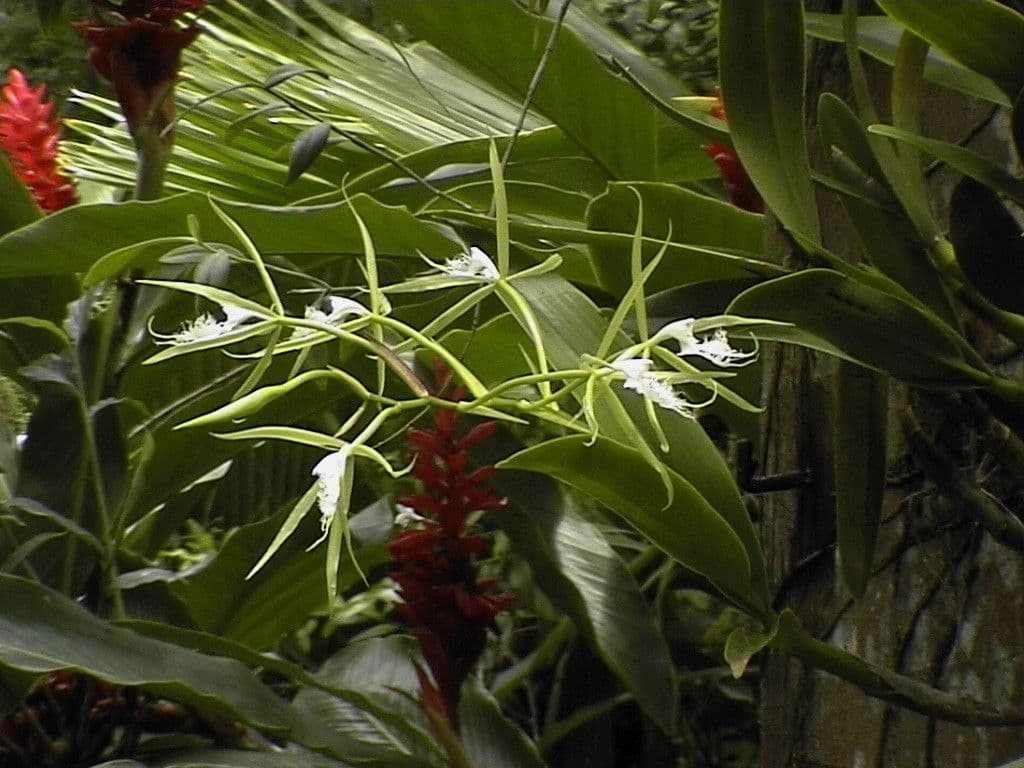 Epidendrum ciliato 13