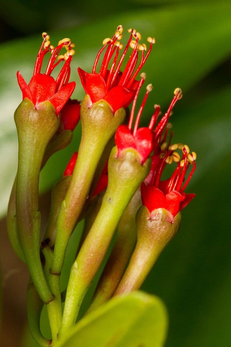 Lumnitzera 3
