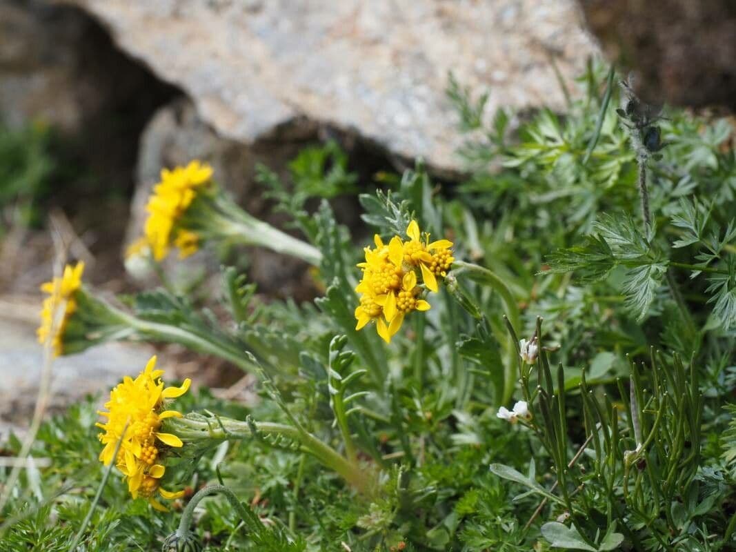Senecio grigio 5
