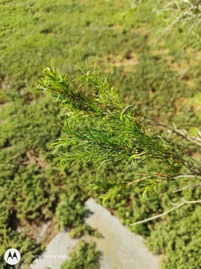 Teebaum 16