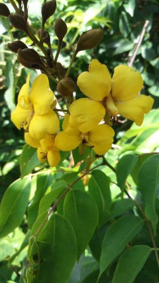 Cenostigma 3