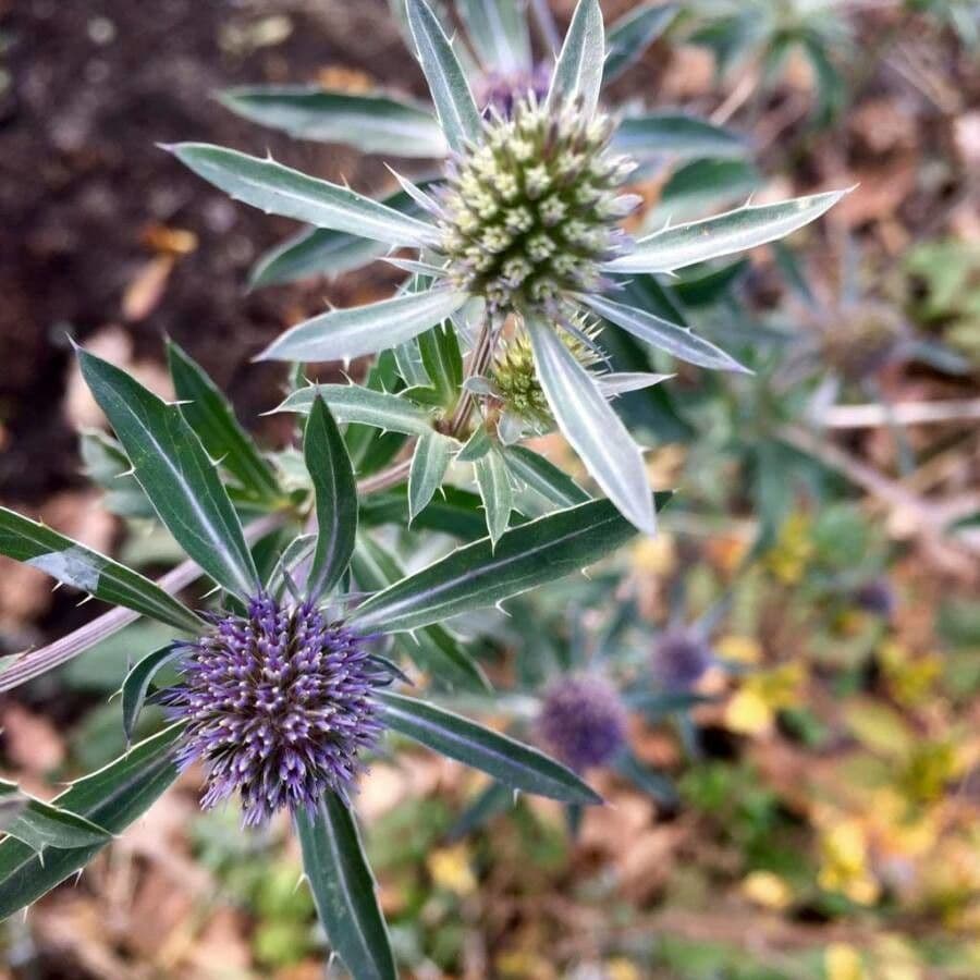 Panicaut champêtre 10