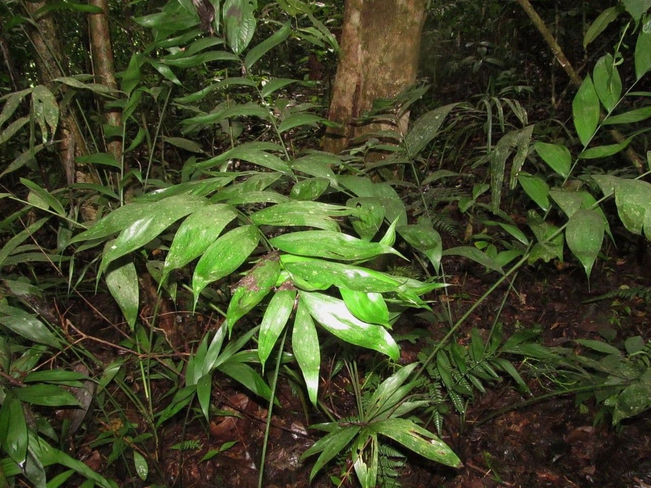 Chamaedorea 8