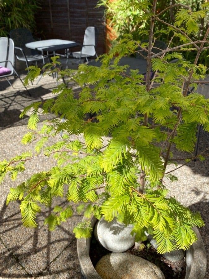 Sequoia della aurora 14
