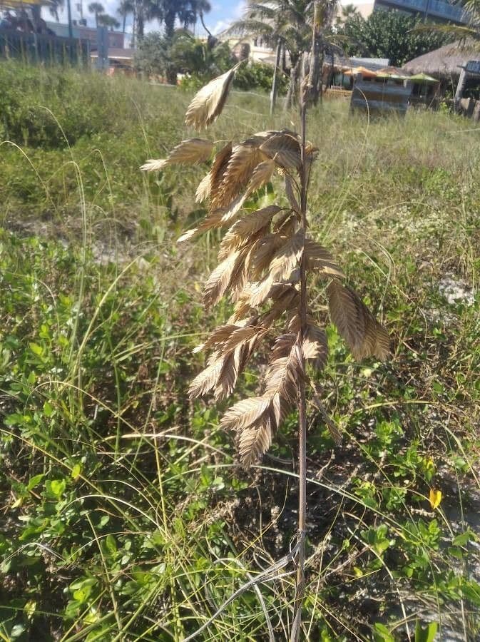 Avena marittima 5