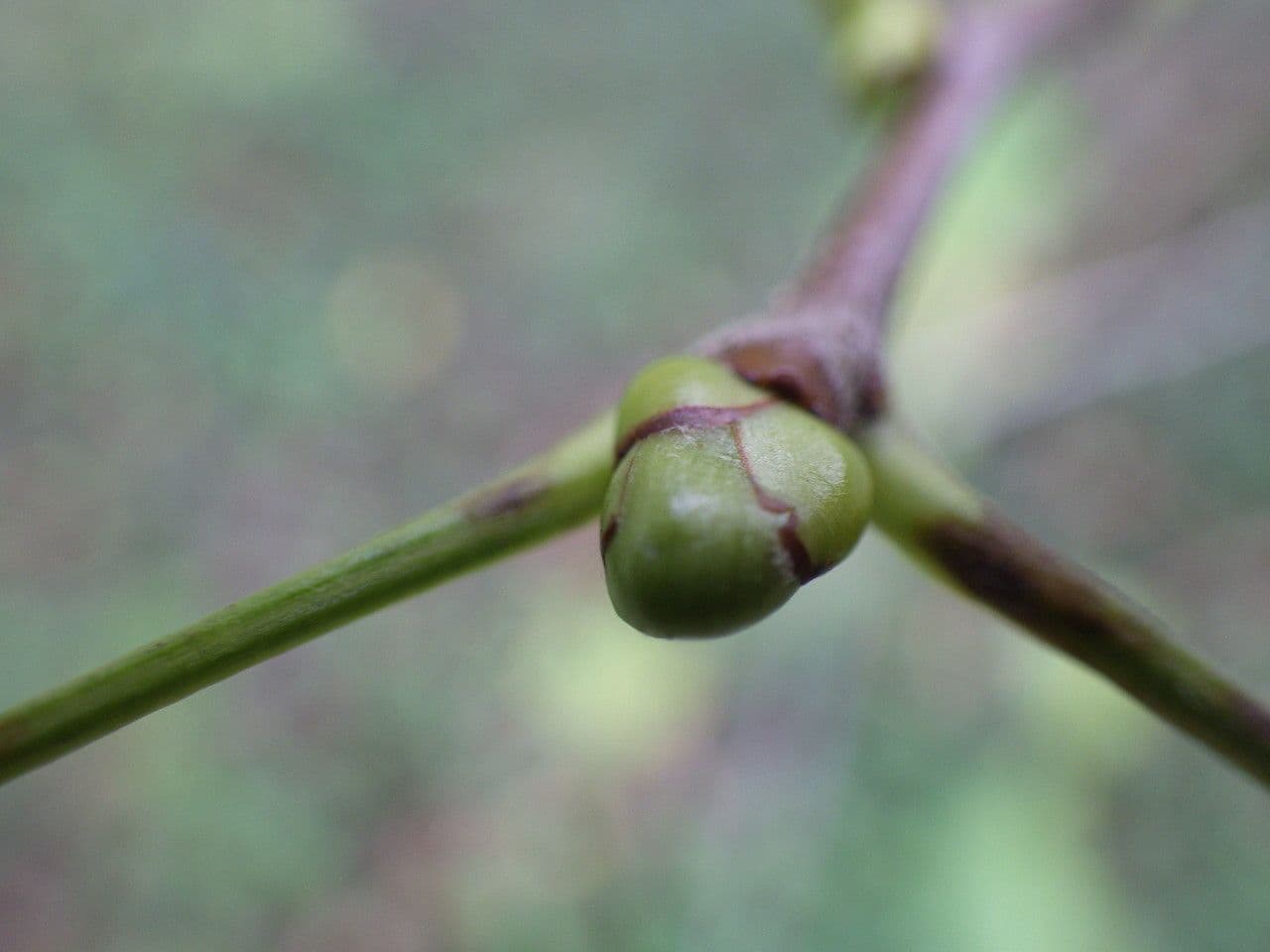 Jarabina brekyňová 29