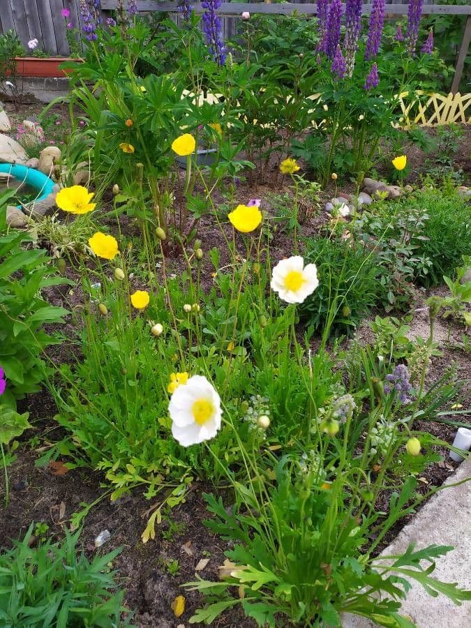Arktischer Mohn 5