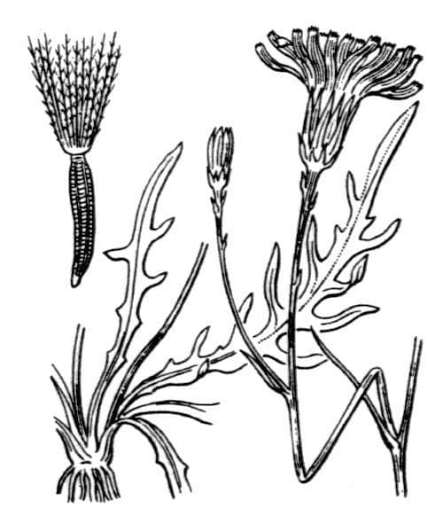 Radicchiella autunnale 26
