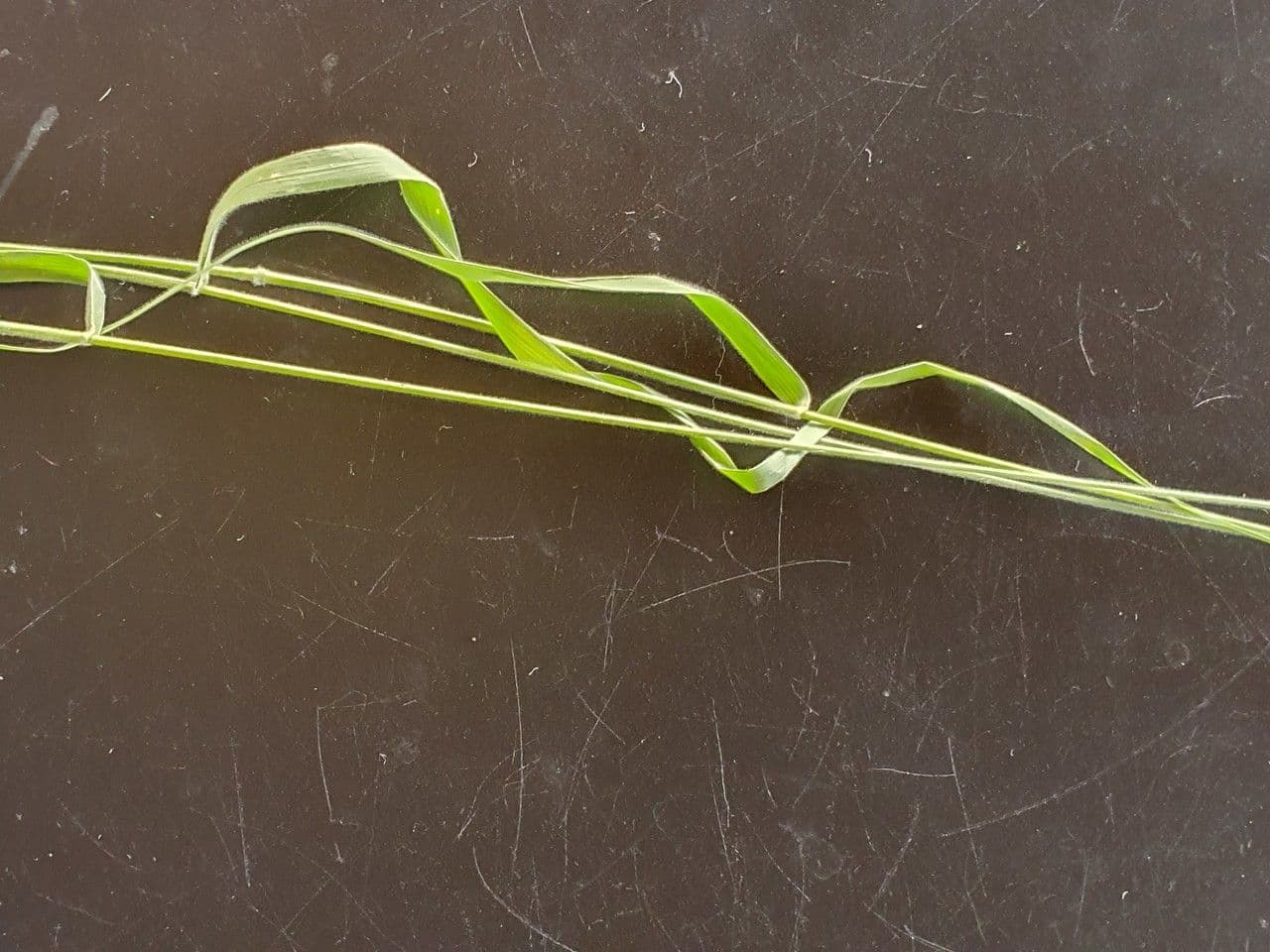 Enneapogon 10