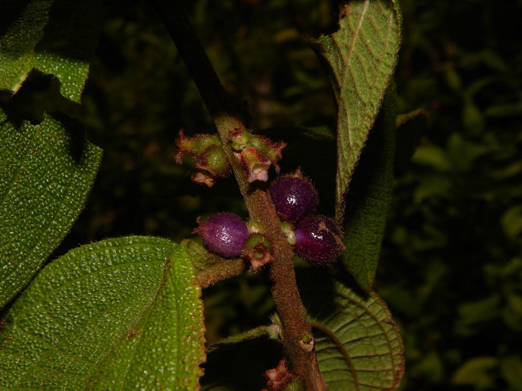 Miconia sericea 12