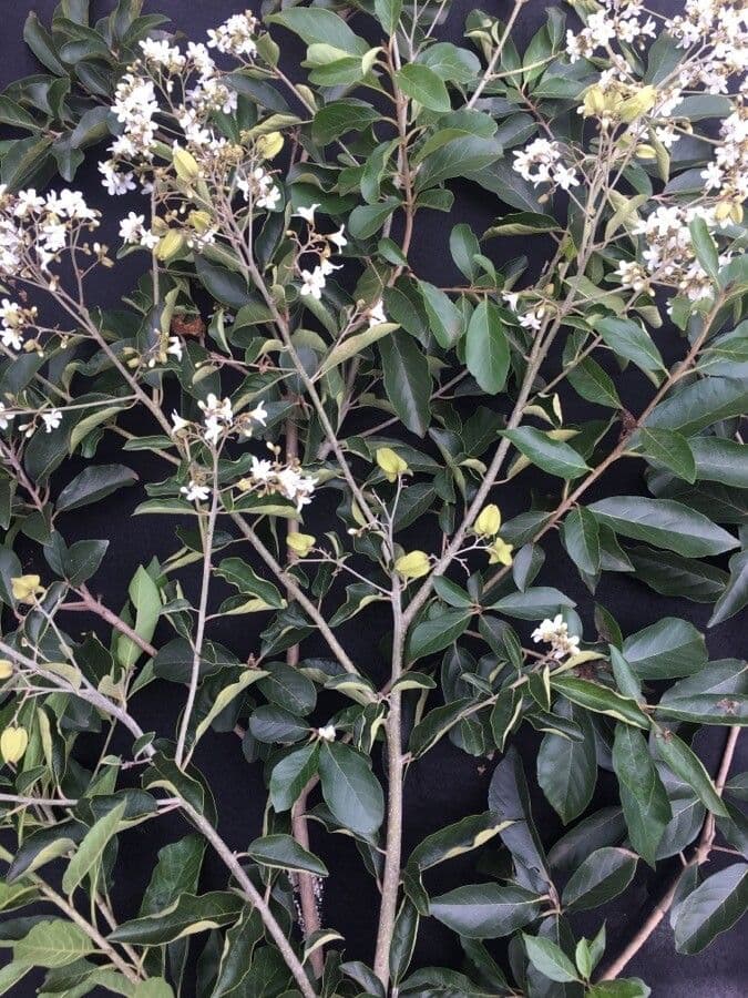 Cordia di Glaziov 2