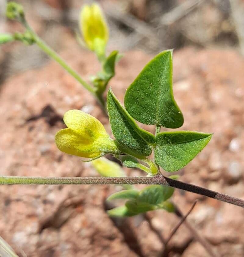 Rhynchosia 3