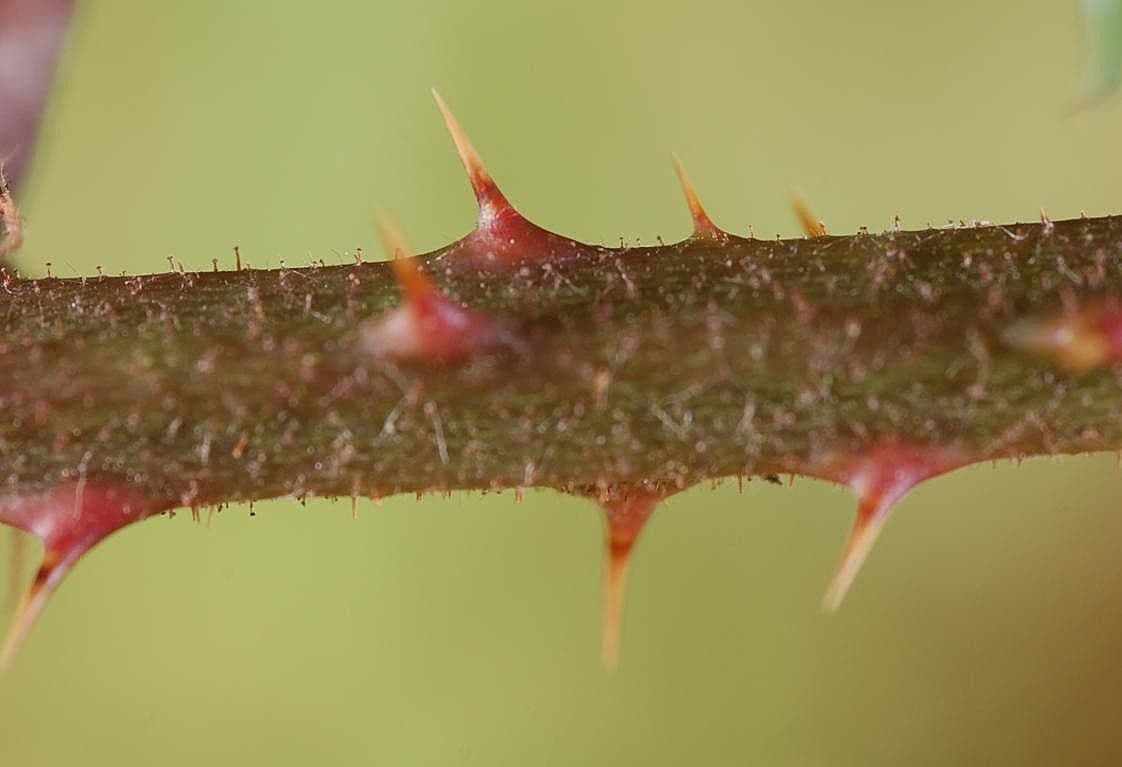 Rubus rudis 17