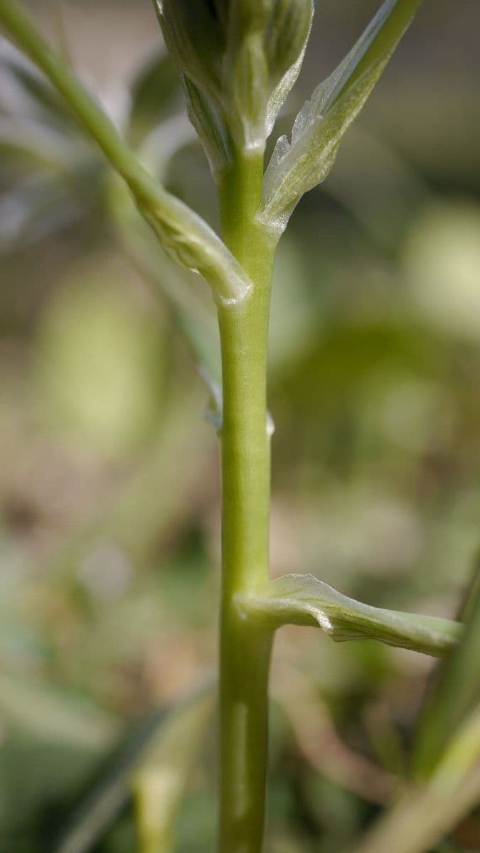 Ornithogale branchu 21