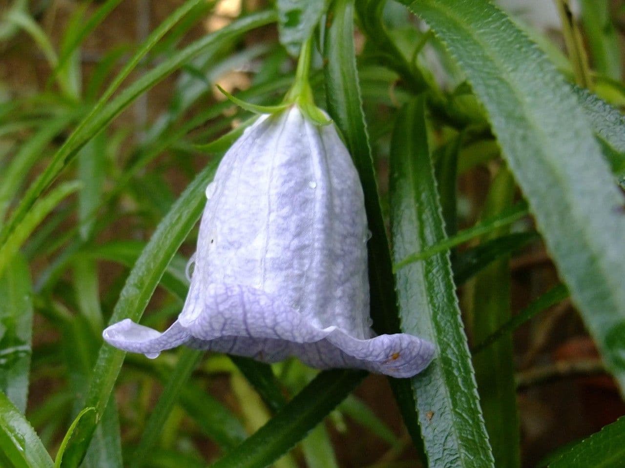 Campanula di Mauritius 3