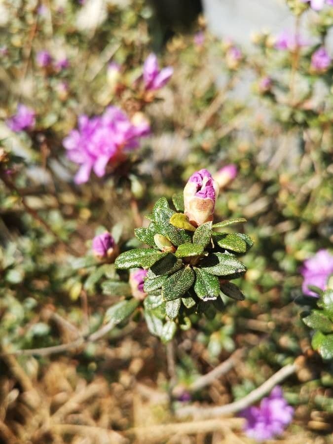 Rododendro lapponico 12