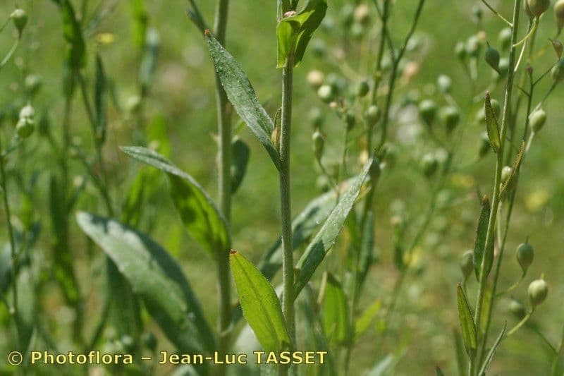 Camelina 21