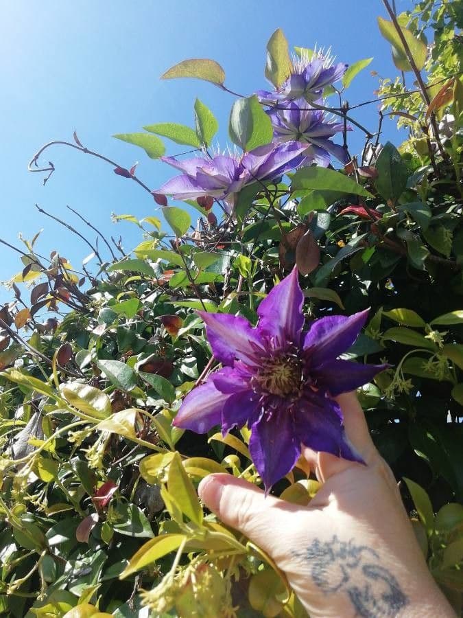 Clematis 4