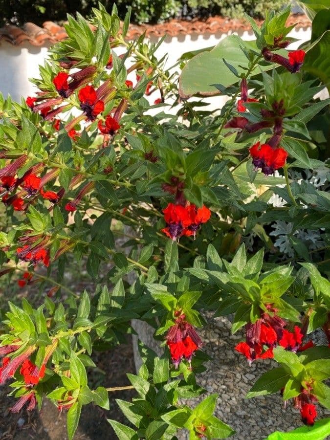 Cuphea llavea 3