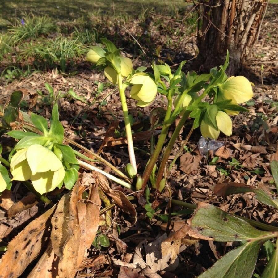 Elleboro verde 13