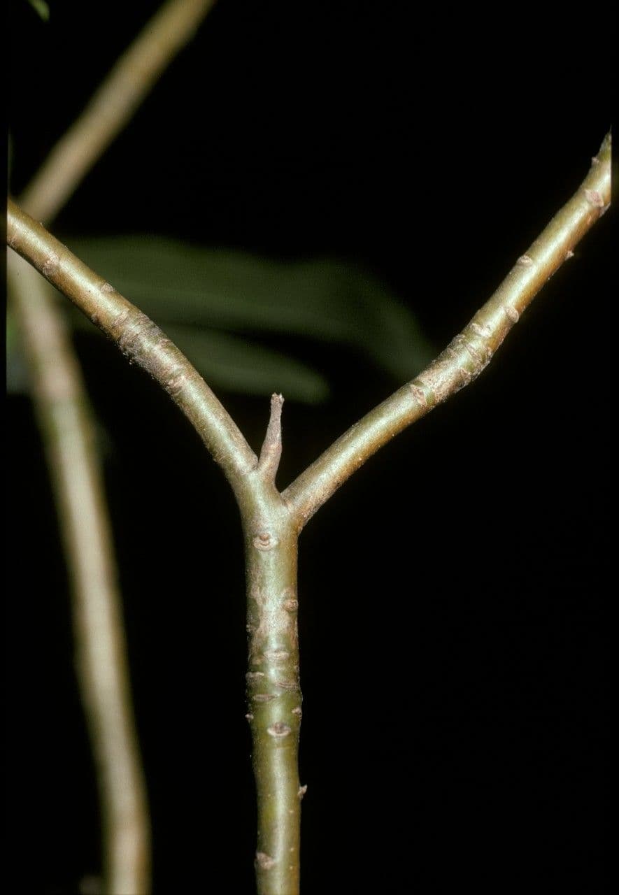 Ovidia 10
