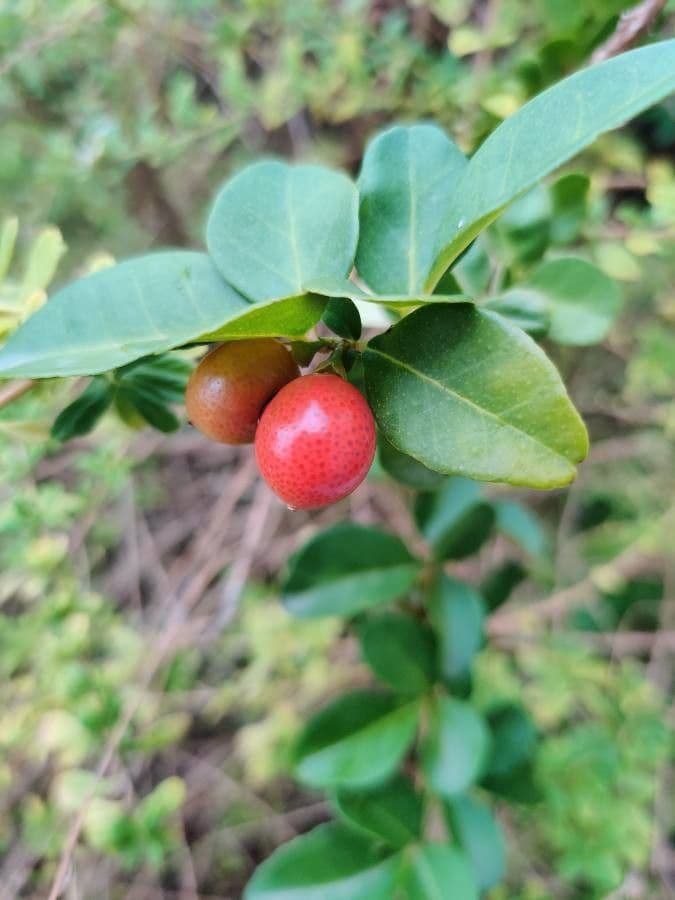 Triphasia trifogliata 5