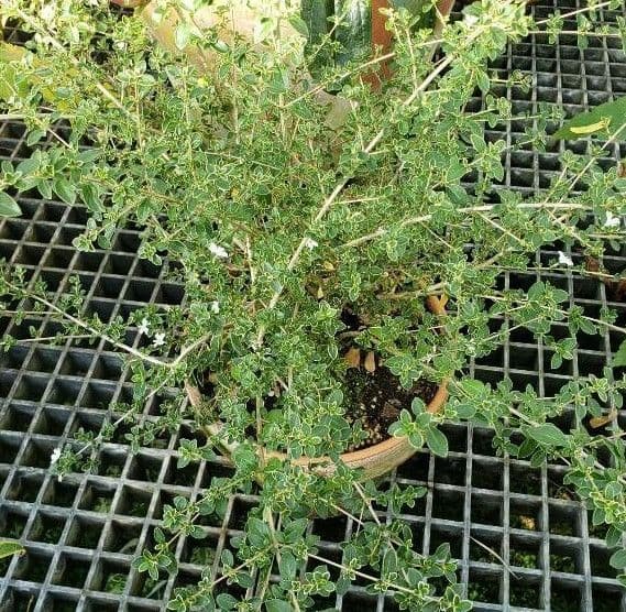 Serissa 10