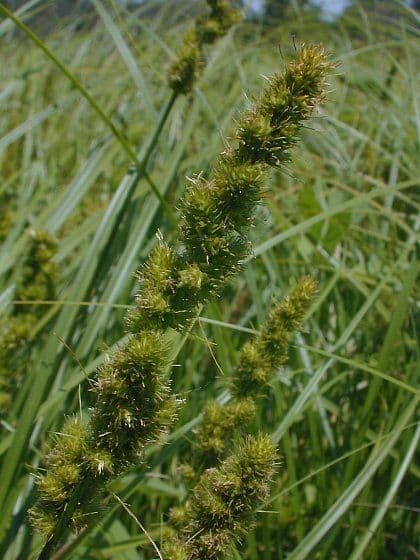 Carex vulpinoidea 3