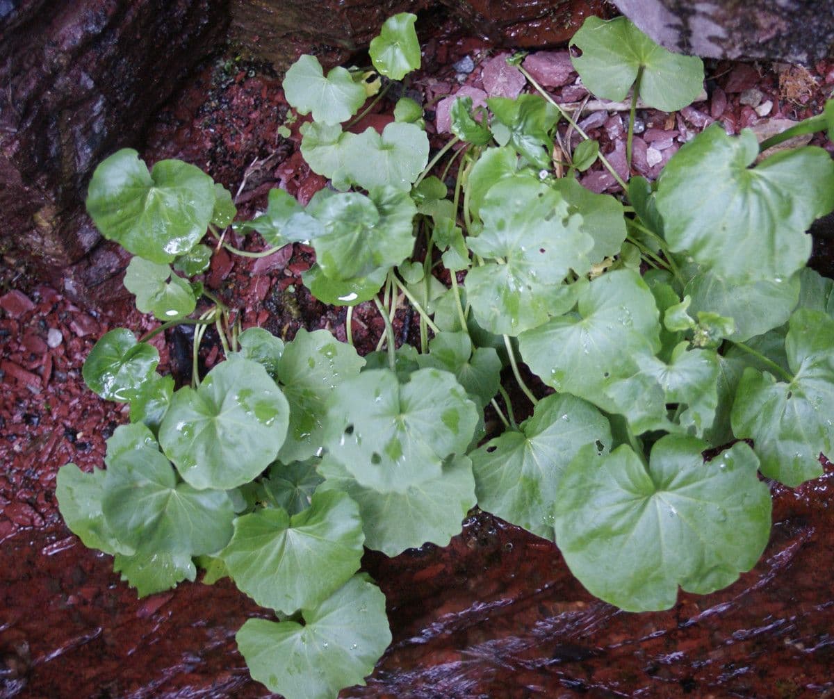 Gadia asarifolia 11