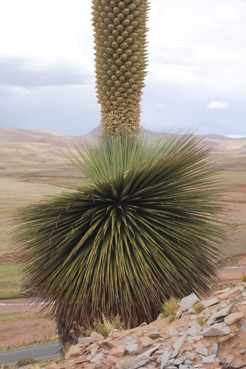 Puya raimondii 6