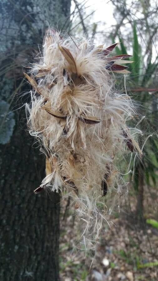 Tillandsia juncea 3