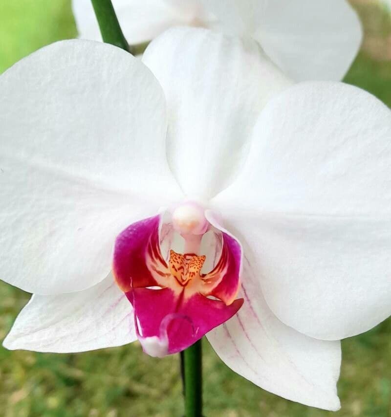 Orchidea intermedia