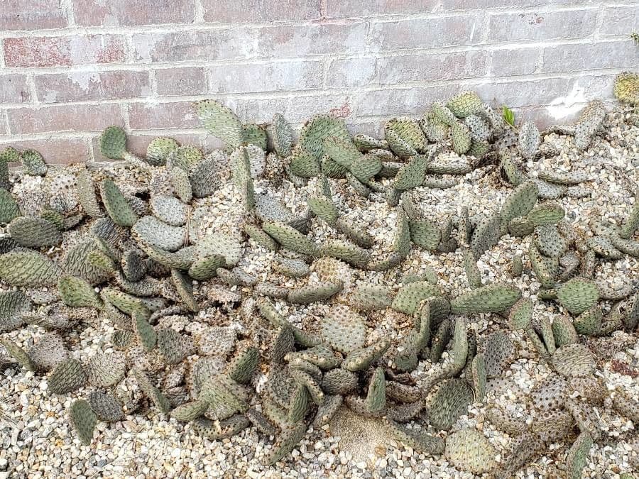 Opuntia basilaris 7