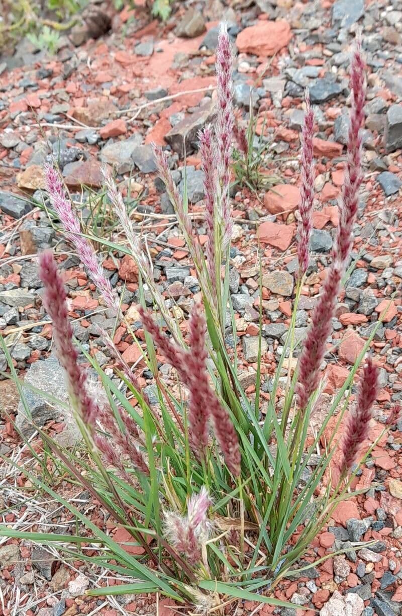 Pappophorum 2