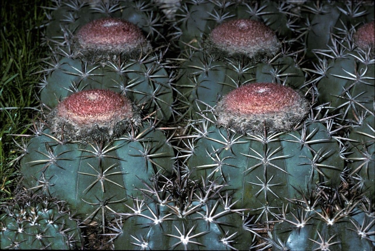 Melocactus 12
