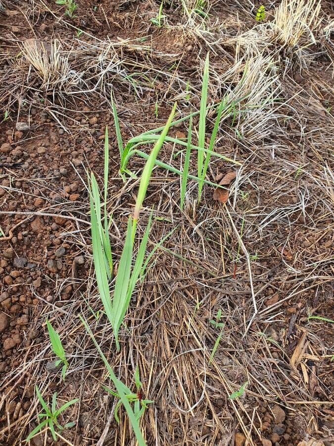 Gladiole 13