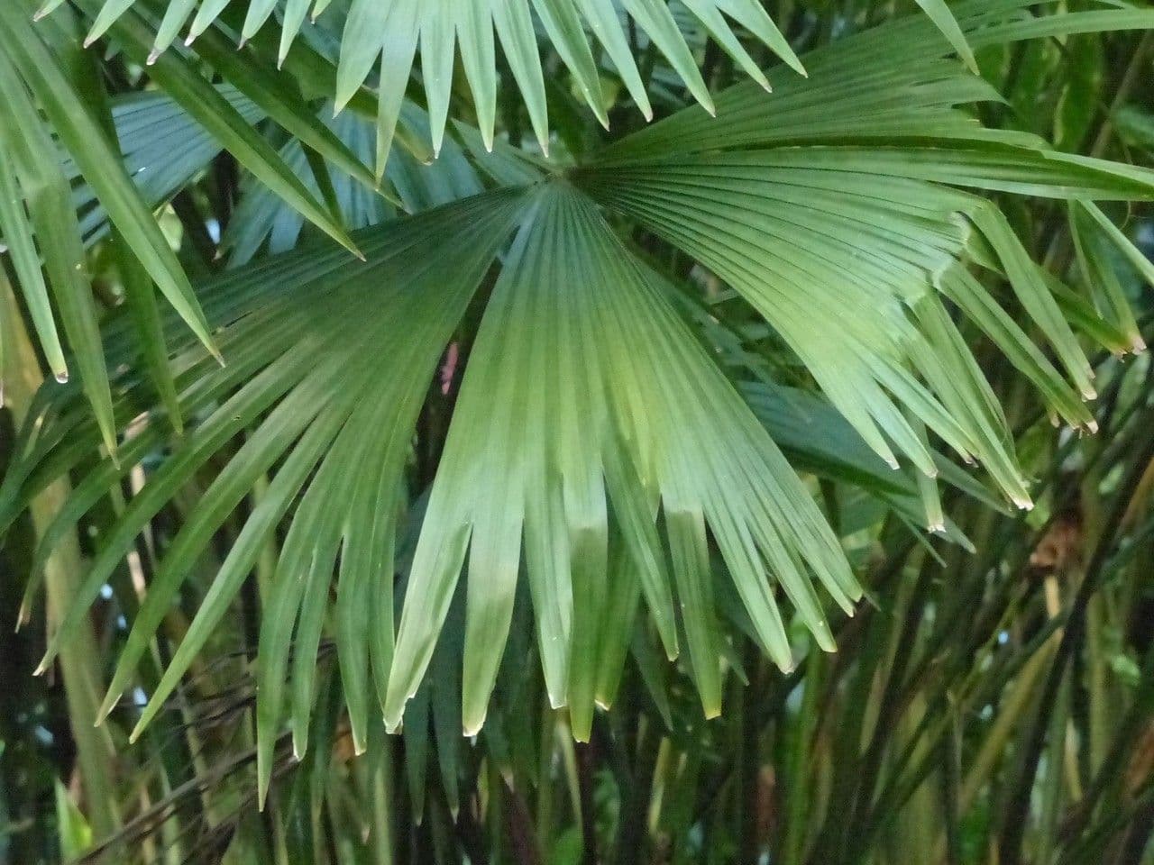 Carludovica 20