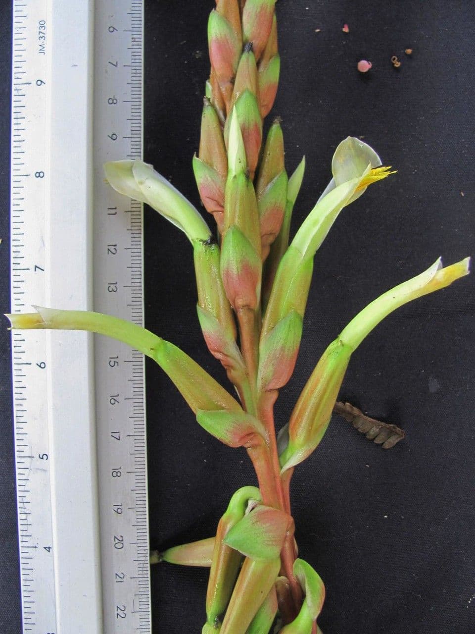 Pitcairnia 11
