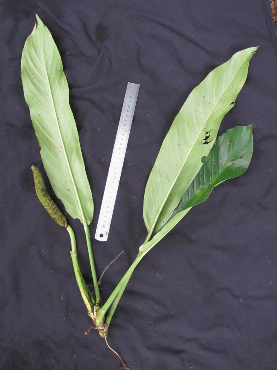 Rhodospatha 7